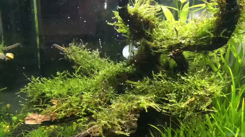 Aquarium i love leaves ! von Ayahuasca (70)