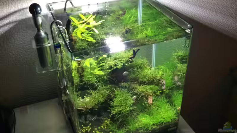 Aquarium i love leaves ! von Ayahuasca (72)