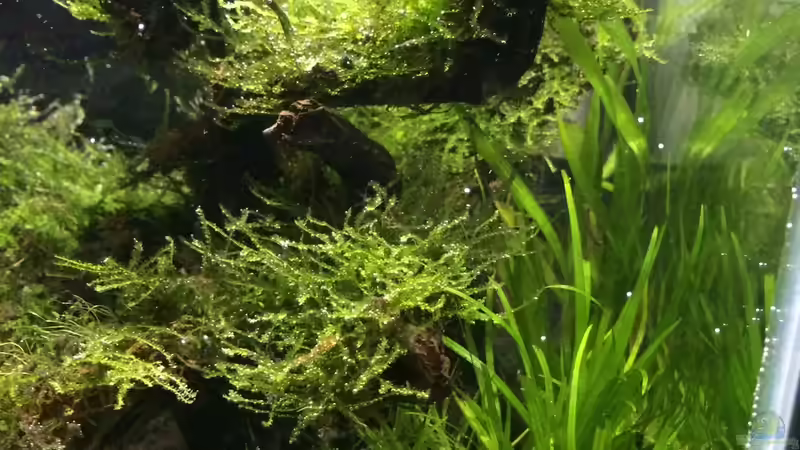 Aquarium i love leaves ! von Ayahuasca (73)