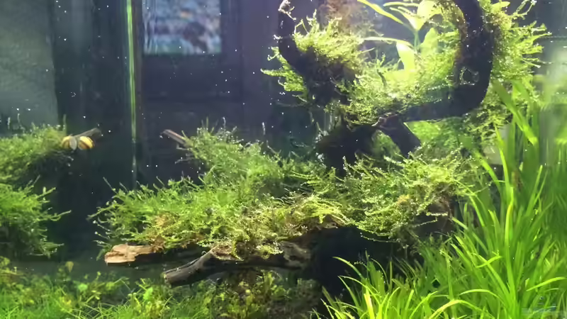 Aquarium i love leaves ! von Ayahuasca (75)