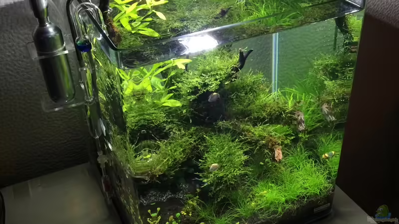 Aquarium i love leaves ! von Ayahuasca (76)