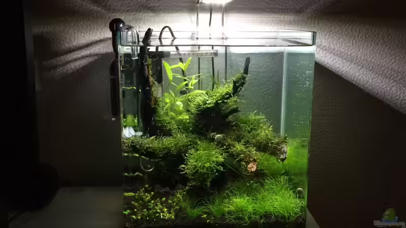 Aquarium i love leaves ! von Ayahuasca (77)