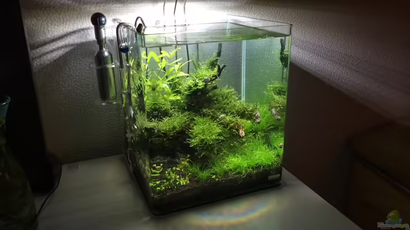 Aquarium i love leaves ! von Ayahuasca (78)