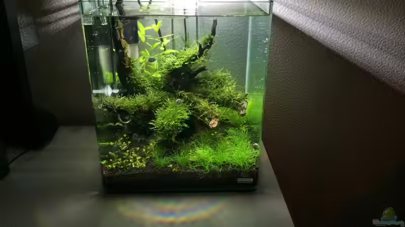 Aquarium i love leaves ! von Ayahuasca (79)