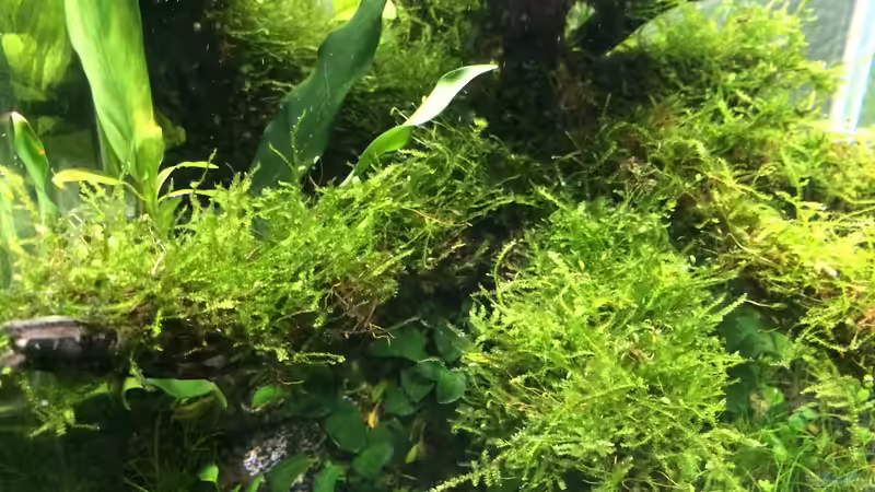 Aquarium i love leaves ! von Ayahuasca (80)