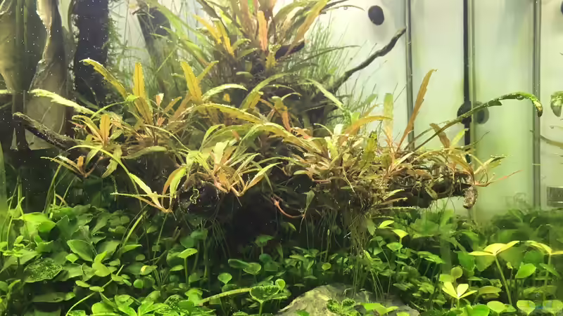 Aquarium i love stones, again ! von Ayahuasca (5)