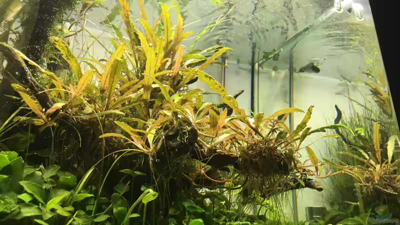 Aquarium i love stones, again ! von Ayahuasca (9)