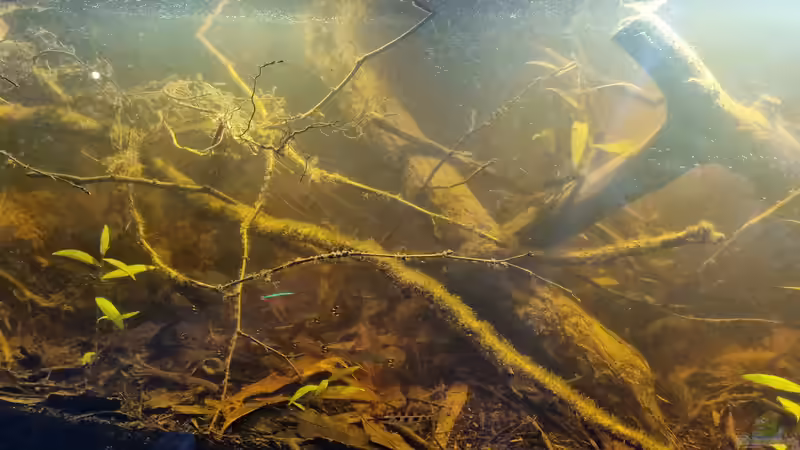 Aquarium Igarapé do Daracua Flooded Forest Rio Negro von Rainooo (2)