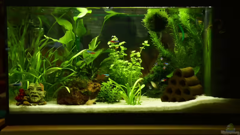 Aquarium II von Will (3)