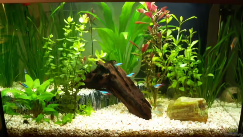 Aquarium im April 2007 von Chris 81 (3)