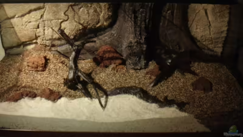 Aquarium im Aufbau, Bodengrund, Steine, Wurzel, es fehlt noch die große Moorkienwurzel von diveman (3)