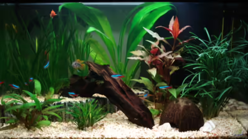 Aquarium im August 2007 von Chris 81 (5)