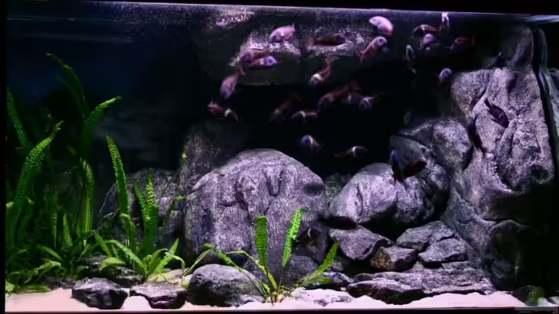 Aquarium im Dezember 2009 von Pütti (5)