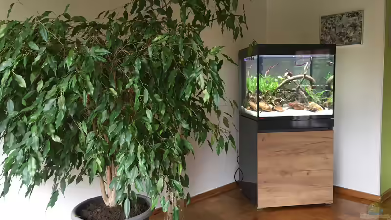 Aquarium im Esszimmer  von Ottche (16)