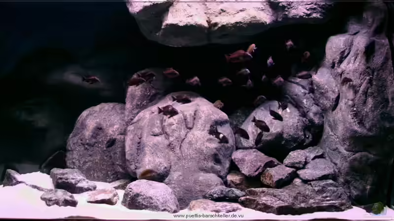 Aquarium im Februar 2009 von Pütti (4)