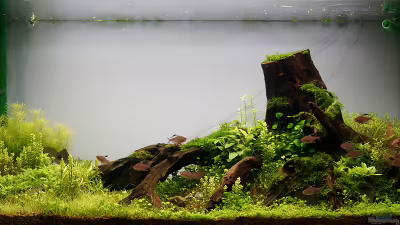 Aquarium im Januar 2014 von Micha... (4)
