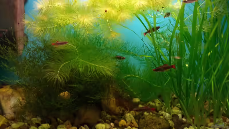 Aquarium im Januar 2020 von Roland Saager (2)