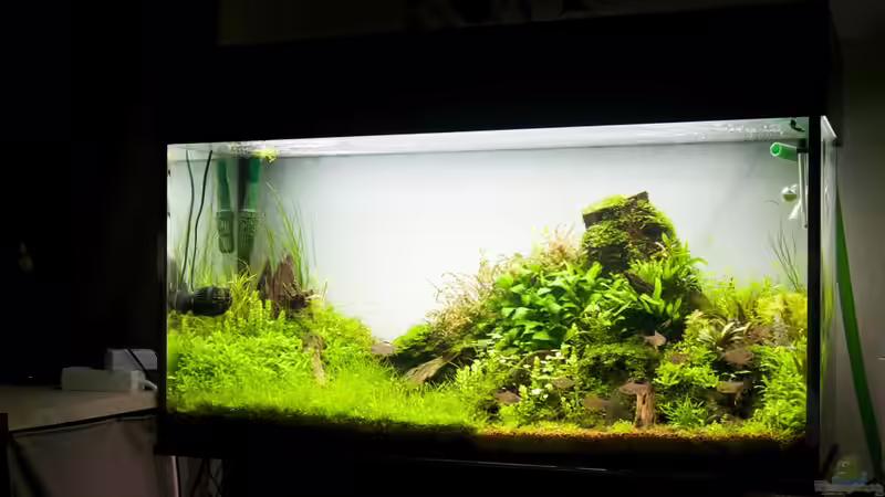 Aquarium im Juni 2014 von Micha... (2)