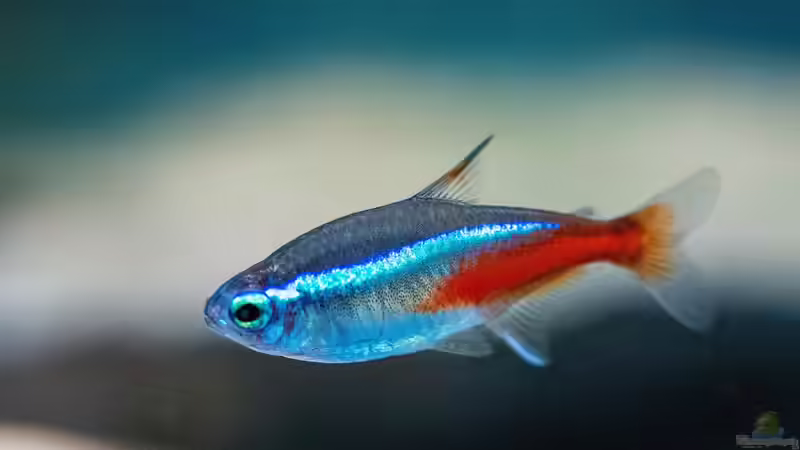 Aquarium im Klassenzimmer: Ein Leitfaden für Lehrkräfte und Schüler