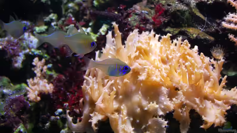 Aquarium im Klassenzimmer: Ein Leitfaden für Lehrkräfte und Schüler