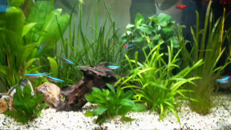 Aquarium im März 2008 von Chris 81 (11)