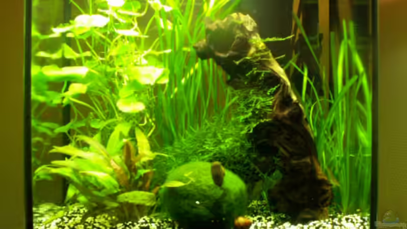 Aquarium im März 2008 von Chris 81 (2)