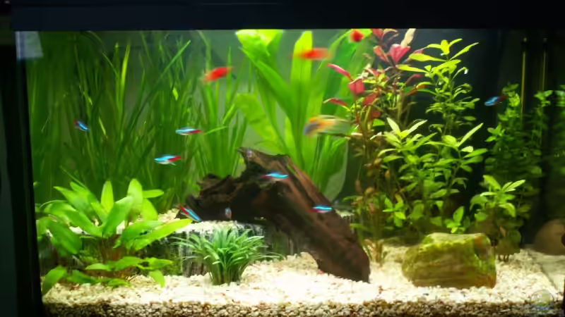 Aquarium im Mai 2007 von Chris 81 (4)