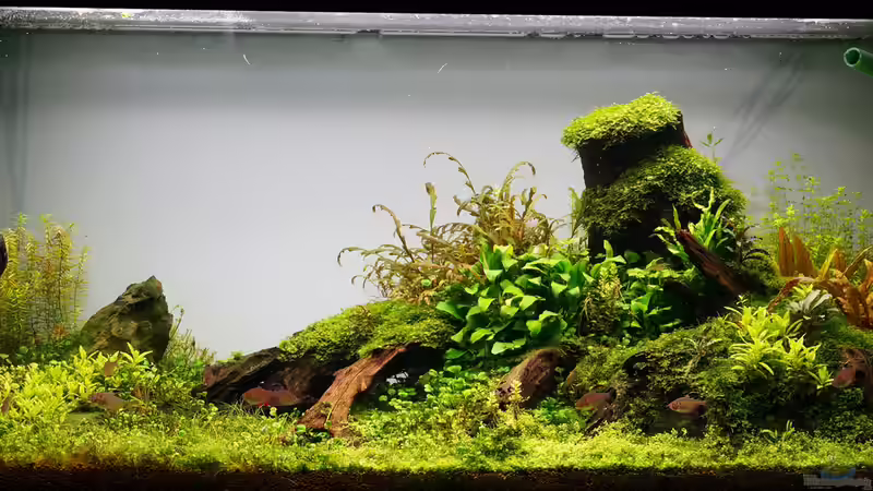 Aquarium im Mai 2014 von Micha... (3)