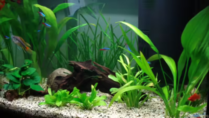 Aquarium im Oktober 2007 von Chris 81 (9)