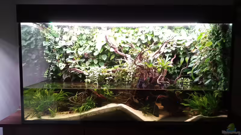 Aquarium Im Reich der Halbschnäbler und Pferdekopfschmerlen von Junglist (3)