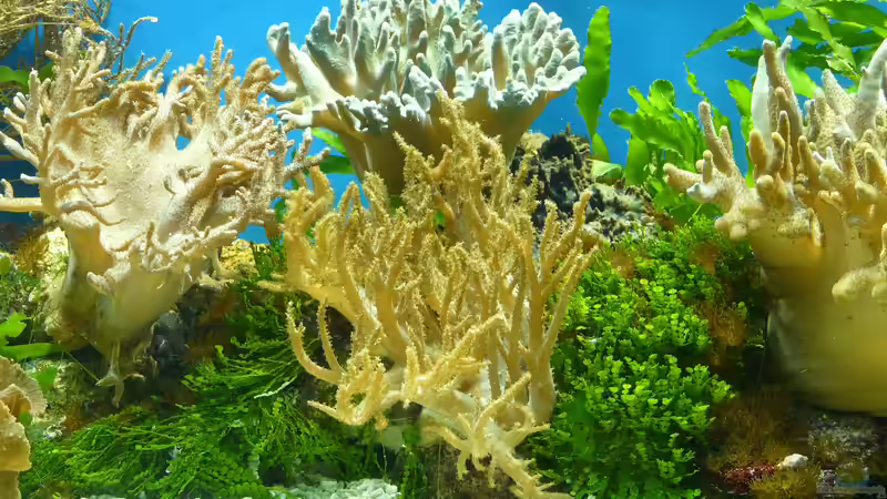 Aquarium im Wohnzimmer aufstellen – das ist zu beachten