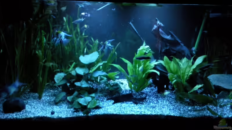 Aquarium im Wohnzimmer von ak1982 (2)