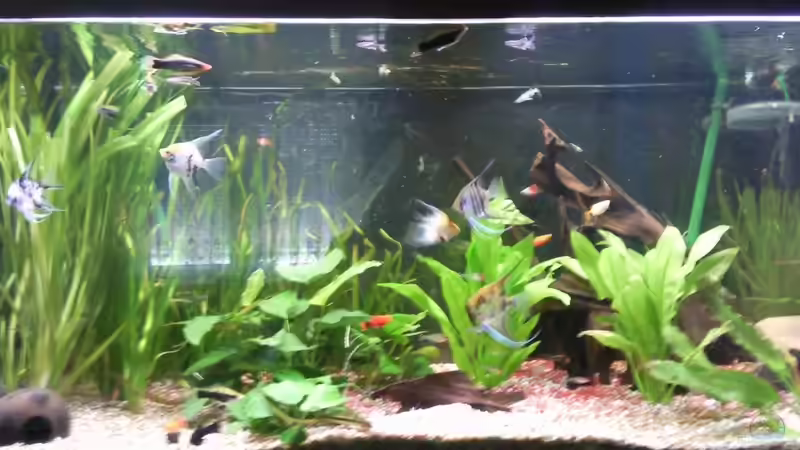 Aquarium im Wohnzimmer von ak1982 (3)