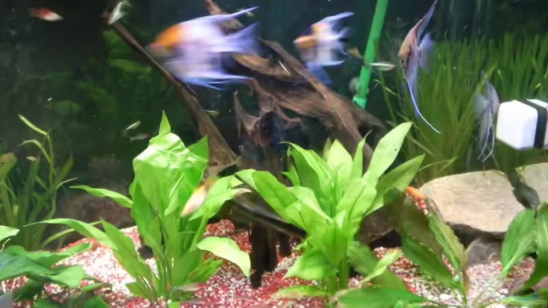 Aquarium im Wohnzimmer von ak1982 (4)