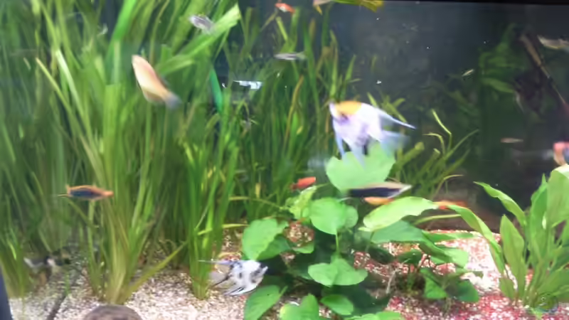 Aquarium im Wohnzimmer von ak1982 (5)