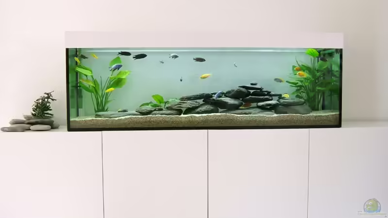 Aquarium im Wohnzimmer von Hanspeter Widmer (1)