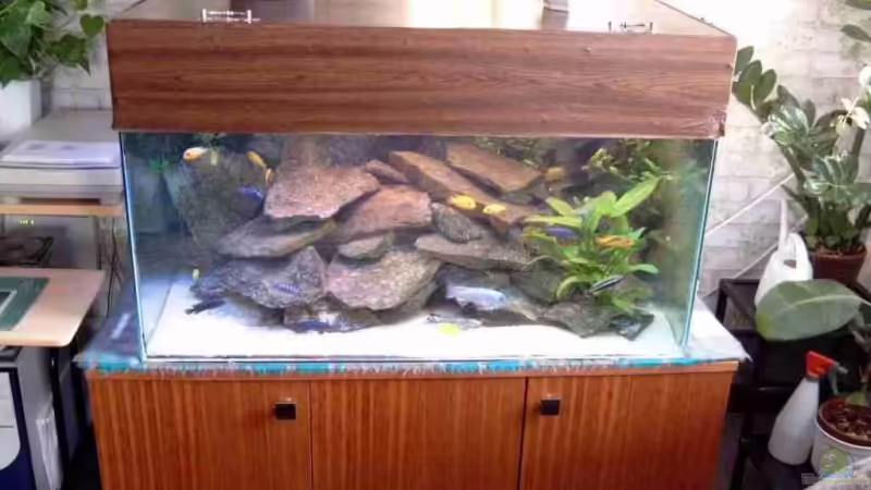 Aquarium im Wohnzimmer von Helgo Jacob (1)