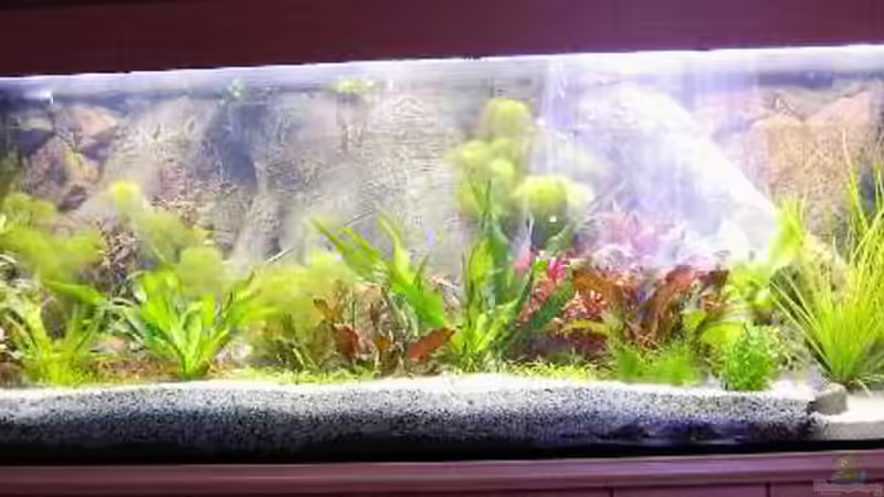 Aquarium in der 3. Woche von H.T. (4)