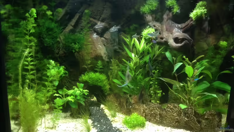 Aquarium in der Früh (hier mit LED) von Tarmina (3)