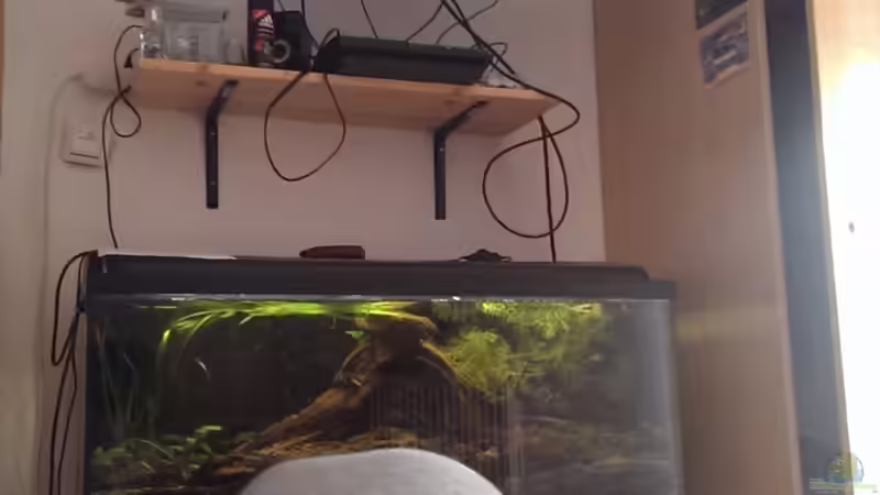 Aquarium in normaler Umgebung von Niklas125 (3)