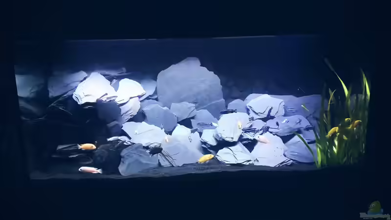 Aquarium Incpiria  400 Malawi von Phillip92 (2)