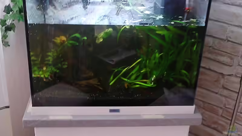 Aquarium Innesi-Paradise von Herr H. (5)