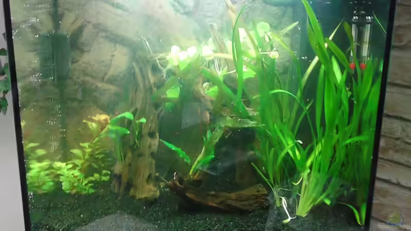 Aquarium Innesi-Paradise von Herr H. (6)