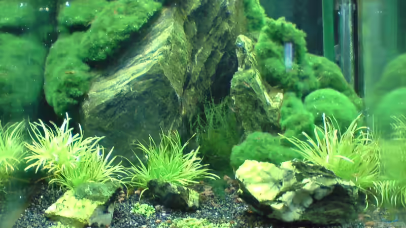 Aquarium Into the Depths of Darkness von killifreak (2)