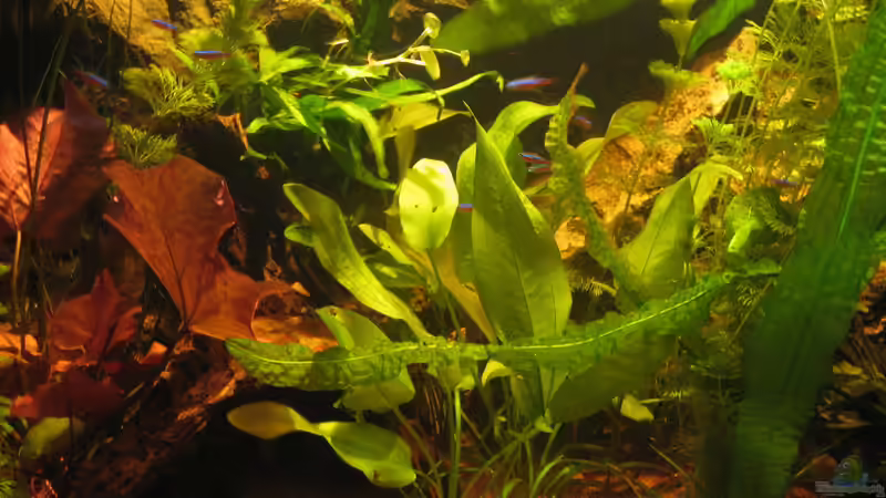 Aquarium Irgendwo im Amazonas von Fishfan (5)