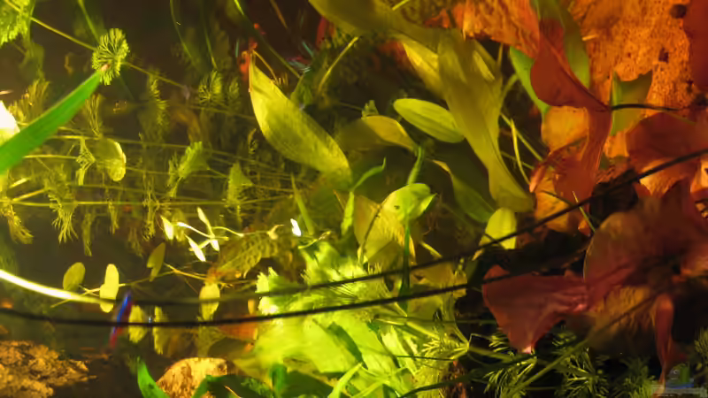 Aquarium Irgendwo im Amazonas von Fishfan (6)