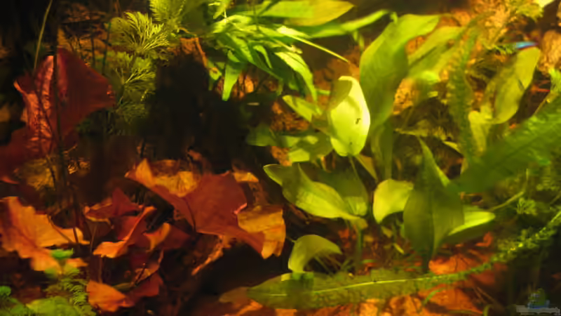 Aquarium Irgendwo im Amazonas von Fishfan (8)