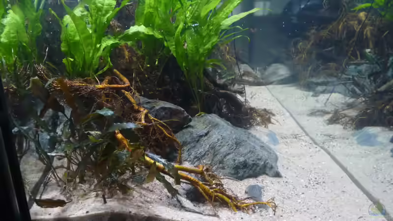 Aquarium Irgendwo in Asien von DerImperator (10)