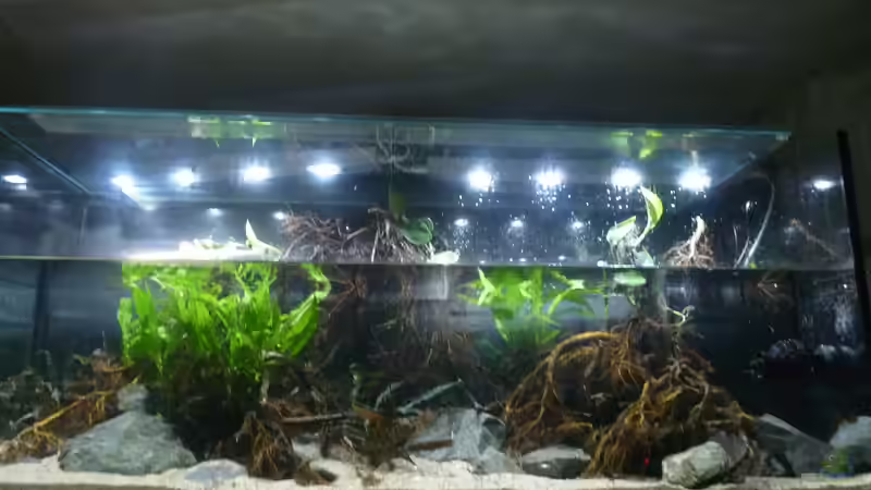 Aquarium Irgendwo in Asien von DerImperator (11)