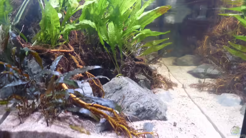 Aquarium Irgendwo in Asien von DerImperator (13)